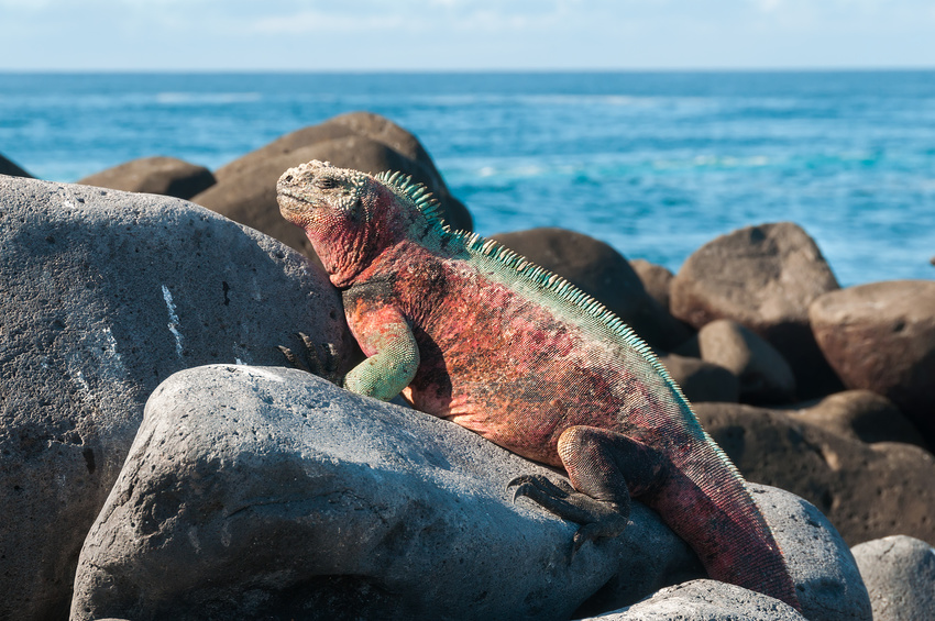 Croisières aux Galapagos, Connaisseurs du Voyage