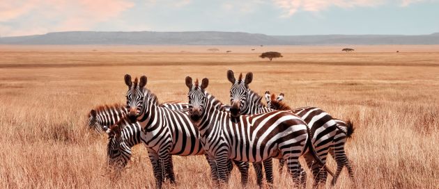 Chobe, circuit Tour du Monde des Sites Naturels