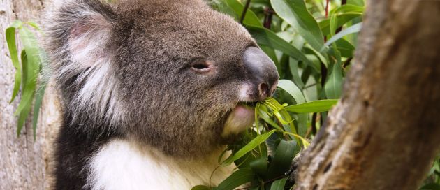 Australie, Tour du Monde Merveilles du Monde