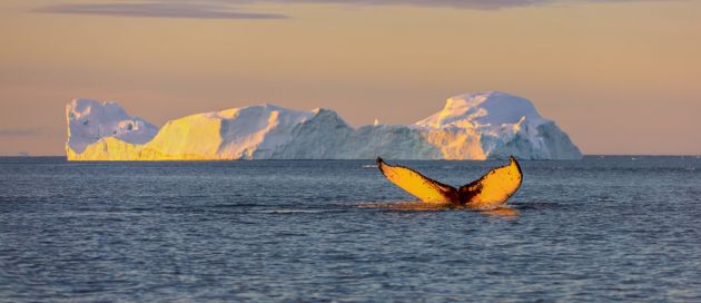 Groenland, Tour du Monde Terres du Grand Nord