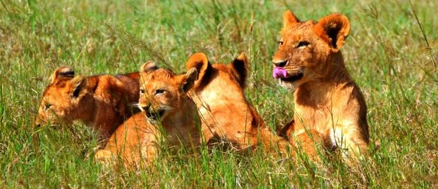 Chobe Game Lodge, Botswana, Tours du Monde