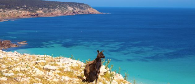 Kangaroo Island, Grands Trains du Monde, Australie