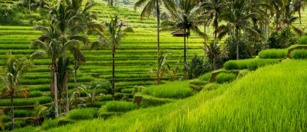 Bali, Lune de Miel Autour du Monde