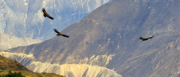 Canyon du Colca, A la découverte du Pérou