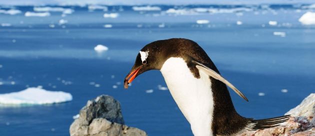 Croisière aérienne en Antarctique