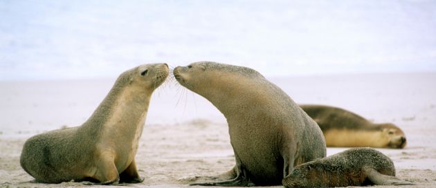 Kangaroo Island Connaisseurs du Vge