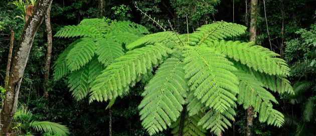ATHERTON TABLELAND D.CLODE CONNAISSEURS DU VOYAGE
