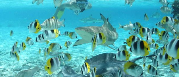 Moorea Connaisseurs du voyage Tours du Monde