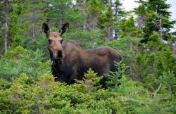 Splendeurs du Canada, Connaisseurs du Voyage