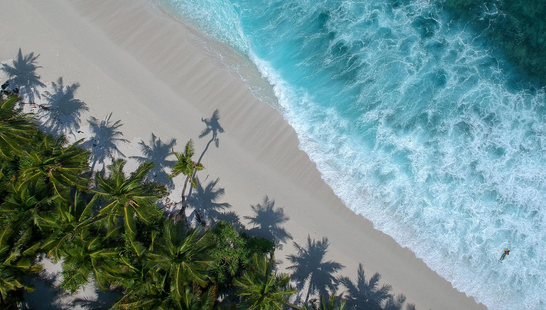 plage-palmier